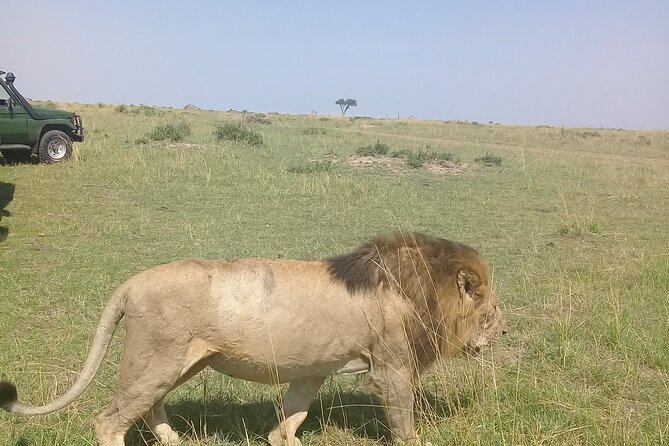 7 Days Private safari to 4 Star lodges using a Jeep - Day 1: Nairobi to Maasai Mara, Rift Valley Views and a First Game Drive
