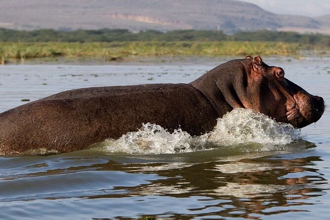 7 Days Safari to Maasai Mara, Nakuru, Naivasha and Amboseli - Lake Nakuru Day 3: rhino chance plus a calmer evening drive