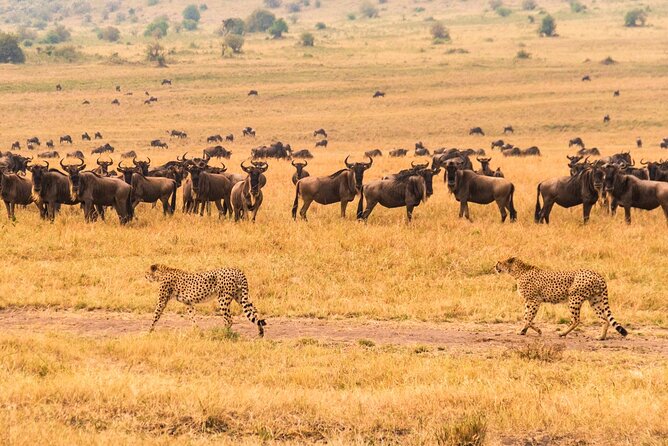 7 Days Safari to Maasai Mara, Nakuru, Naivasha and Amboseli - Price and value: what $1,550 really buys