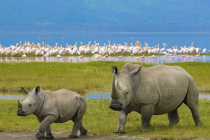 7 days safari to Masai Mara Nakuru ,Naivasha and Amboseli parks - Lake Nakuru Day 3: flamingos, rhinos, and a park that does two jobs at once
