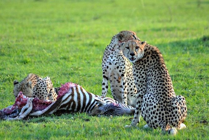 7 days safari to Masai Mara Nakuru ,Naivasha and Amboseli parks - Amboseli Day 6: predators, elephant country, and Observation Hill views