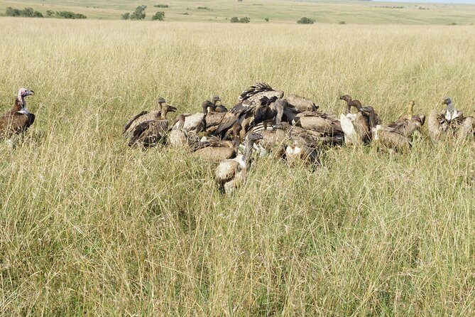 7 days Sopa lodges full private package - Day 2: Full-day Amboseli with picnic lunch, lion and cheetah time, and the Maasai village detour
