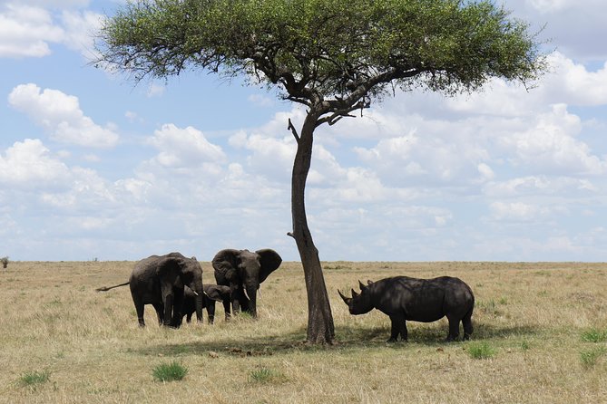 7 days Sopa lodges full private package - Day 1: Amboseli National Park, elephant herds, and Kilimanjaro viewpoints