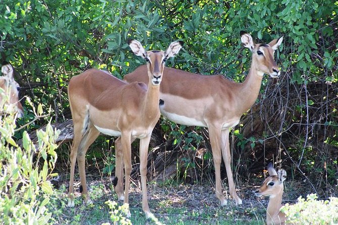 7 Days Tsavo East, Taita, Amboseli & SanctuarySafari from Mombasa - Taita Hills Wildlife Sanctuary: ponds, birds, and the “big mammal, big variety” advantage
