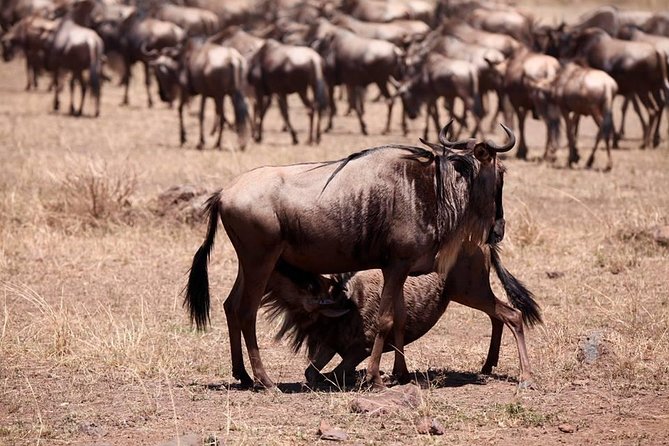 8-Day Amazing Kenya Holiday Safari - Maasai Mara’s big cat odds: two days in the New 7th wonder vibe