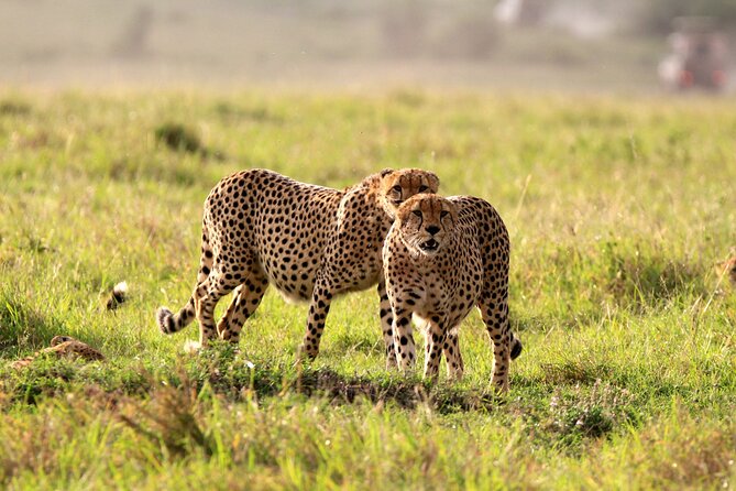 8-Day Amazing Kenya Holiday Safari - Samburu’s oddballs: Grevy’s zebra, gerenuks, and time to relax