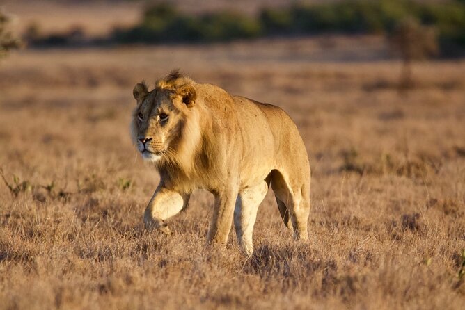 8-Day Amazing Kenya Holiday Safari - Price and what you actually get for $4,671.43