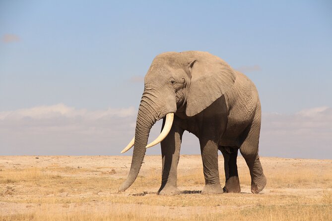 8-Day Amazing Kenya Holiday Safari - The rhythm of the days: long drives, game drives, and how to enjoy them