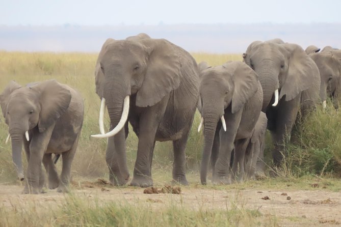 8-Day Kenya Group Joining Safari - How this 8 day group joining safari stacks up on value