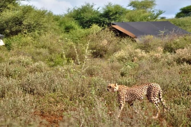 8-Day Kenya Group Joining Safari - Hell’s Gate morning and Carnivore lunch: activity plus a comfort break