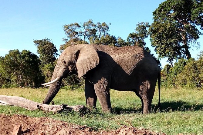 8 Day Safari: Best of Kenya & Tanzania - Day 8 return to Nairobi: breakfast first, airport drop later