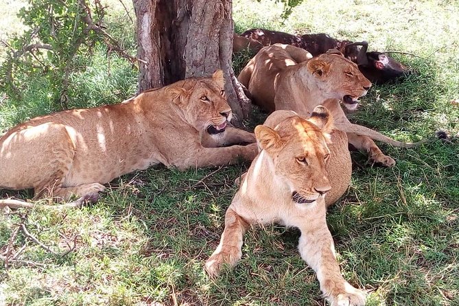 8 Day Safari: Best of Kenya & Tanzania - Maasai Mara for big cats, plus an optional Maasai village stop