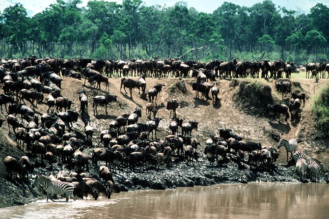 8 Days / 7 Nights 2021 / 2022 Wildebeest Migration Safari - Maasai Mara Reserve - Day 1 in Nairobi: Arrival, Traditional Welcome, and a Real Safari Briefing