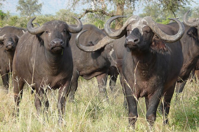 8 Days / 7 Nights 2021 / 2022 Wildebeest Migration Safari - Maasai Mara Reserve - Day 2-3 Samburu National Reserve: Where You Find the “Different” Kenya