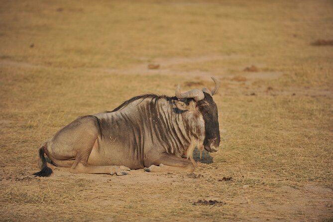 8 Days / 7 Nights 2021 / 2022 Wildebeest Migration Safari - Maasai Mara Reserve - Day 4 Lake Nakuru National Park: Rift Valley Views and Flamingo Time