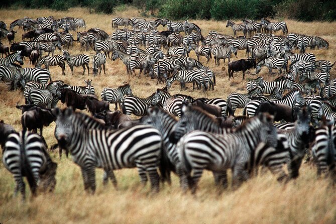 8 Days / 7 Nights 2021 / 2022 Wildebeest Migration Safari - Maasai Mara Reserve - Day 5 in the Maasai Mara: Transition Day With an Afternoon Entry