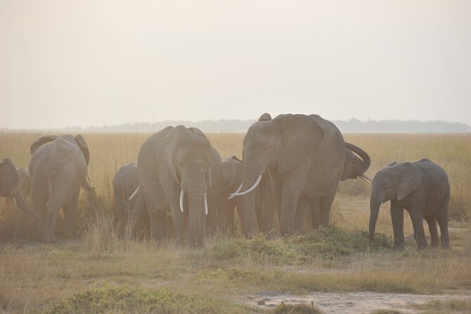 8 Days / 7 Nights 2021 / 2022 Wildebeest Migration Safari - Maasai Mara Reserve - Days 6-7 in the Maasai Mara: Morning and Afternoon Drives Plus Mara River Hope