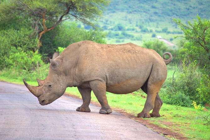 8 Days / 7 Nights 2021 / 2022 Wildebeest Migration Safari - Maasai Mara Reserve - Game Drives, Timing, and What You Should Expect to Feel