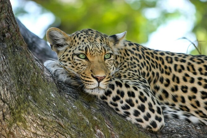 8 Days / 7 Nights 2021 / 2022 Wildebeest Migration Safari - Maasai Mara Reserve - Route At a Glance, Nairobi Through Samburu, Nakuru, and the Mara