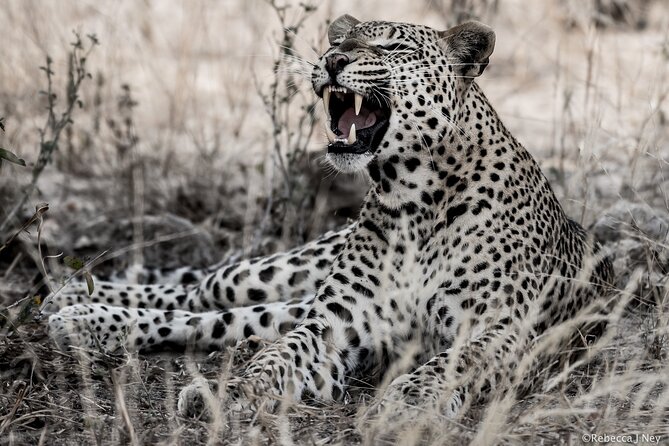 8 Days 7 Nights Kenyan Luxury Safari - An Unhurried Route Through Kenya’s Rhino and Big Cat Country