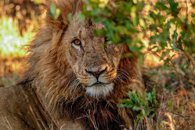 8 Days 7 Nights Kenyan Luxury Safari - Ol Pejeta Day 2: Full-Day Rhino Country Plus Optional K-9 and Night Activities