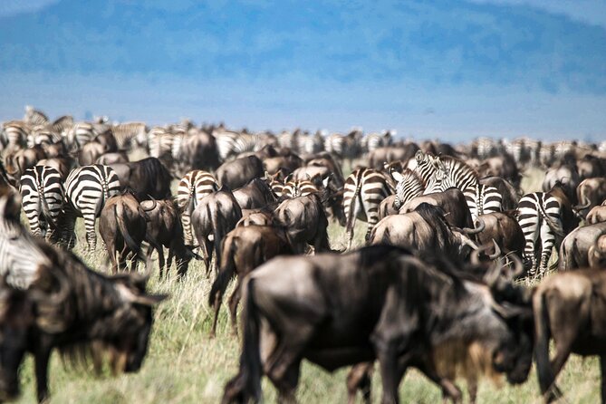 8 Days 7 Nights Kenyan Luxury Safari - Lewa Wildlife Conservancy Day 3: Early Rise, A Two-Hour Transfer, and a Quiet Afternoon Drive