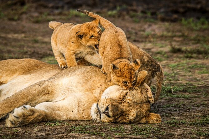 8 Days 7 Nights Kenyan Luxury Safari - Lewa Day 5: Behind-the-Scenes Conservation With Rangers