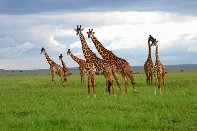 8 Days Best of Kenya and Tanzania Safari from Nairobi - The Road to Ngorongoro: Nabi Hills Lunch and a Crater Rim Evening