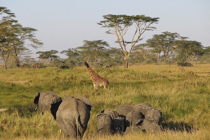 8 Days Best of Kenya and Tanzania Safari from Nairobi - Maasai Mara Day 2: Mara River Focus and a Masai Culture Add-On