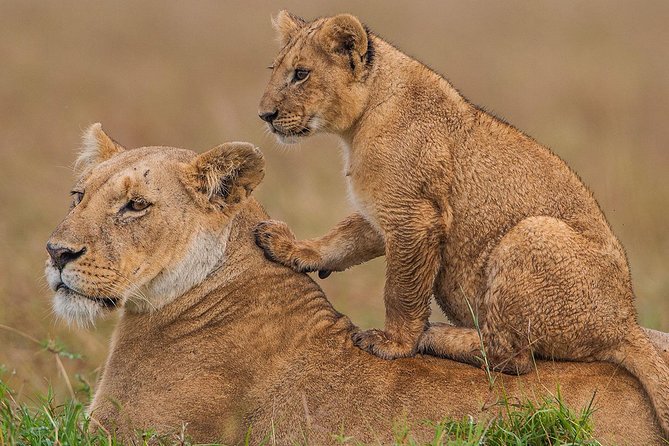 8 Days Kenya and Tanzania Private Lodging Safari from Nairobi - A Route That Makes Sense: Mara to Serengeti to Ngorongoro