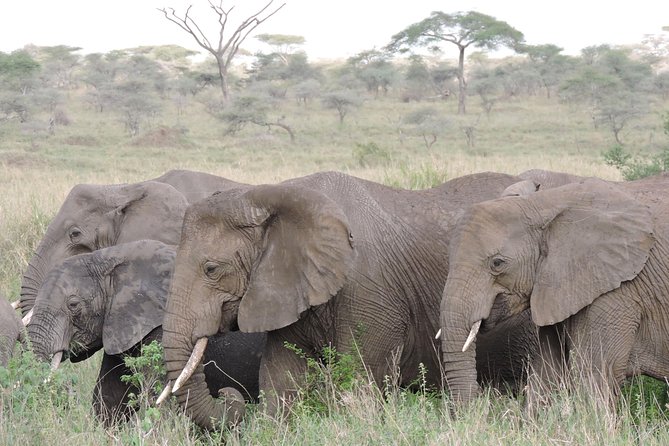 8 Days Kenya and Tanzania Private Lodging Safari from Nairobi - FAQ