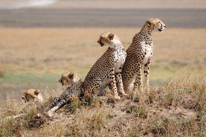 8 Days Kenya and Tanzania Private Lodging Safari from Nairobi - Day-by-Day Feel: How Each Stop Changes the Safari