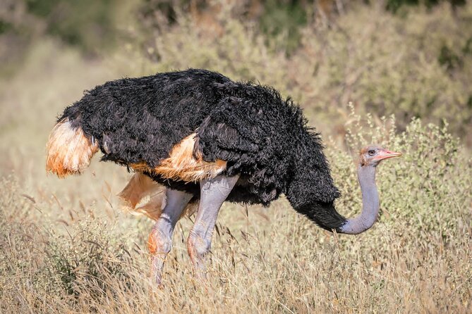 8 days Kenya highlights safari starting from Nairobi. - Days 6 and 7: Tsavo West and Tsavo East, Different Vibes and More Than Just “Big Animals”