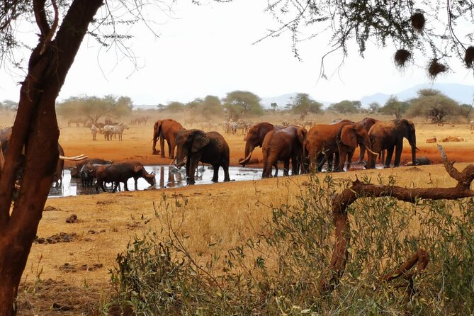 8 days Kenya highlights safari starting from Nairobi. - Day 8: One Last Morning Drive, Breakfast, and Transfer Out
