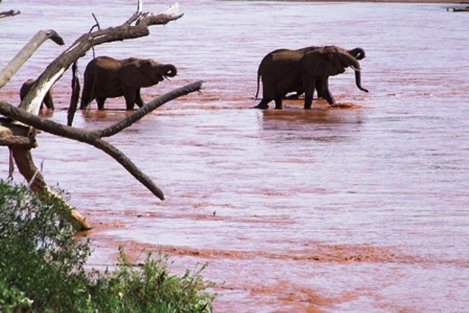 8 days Kenya highlights safari starting from Nairobi. - What’s Included (and Why Full-Board Matters on Safari)