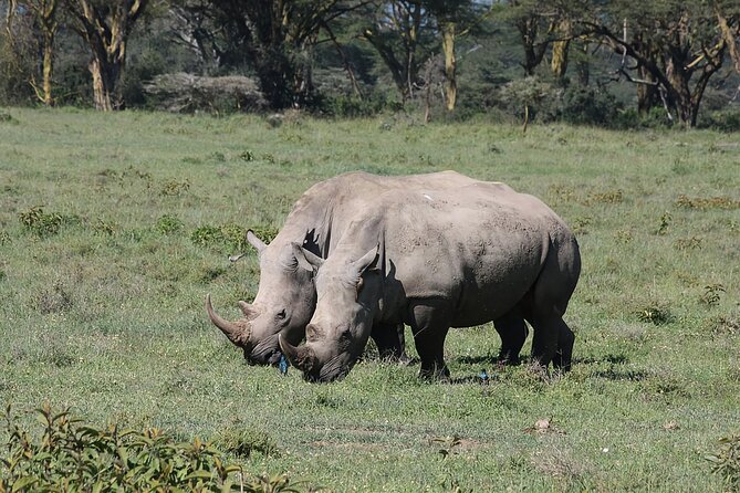 8 Days Kenya Safari Expedition - Nairobi National Park, Giraffe Centre, and Bomas: Your Kenya Warm-Up