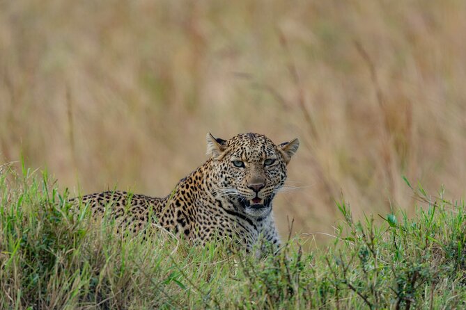 8 Days Kenya Safari Expedition - Lake Nakuru After the Mara: Flamingos, Rhino Chances, and Birding Energy