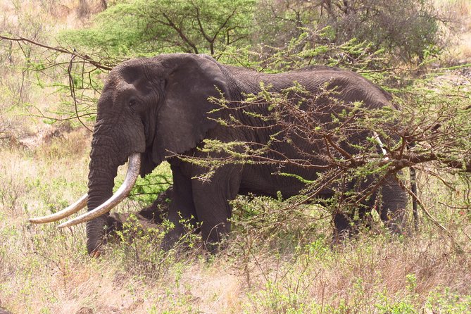 8 Days Safari to Amboseli, Great Rift Valley Lakes & Masai Mara - The Big Reason This Safari Works: Small-Group Driving Plus Real Parks