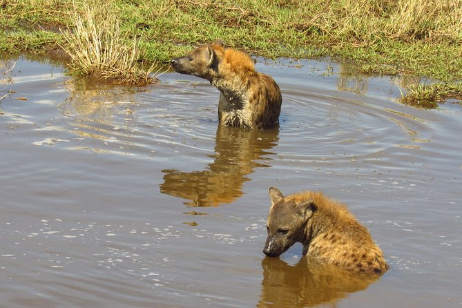 8 Days Safari to Amboseli, Great Rift Valley Lakes & Masai Mara - Day 4: Lake Bogoria, Flamingo Territory in a Volcanic Setting