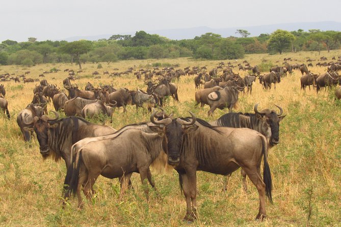 8 Days Safari to Amboseli, Great Rift Valley Lakes & Masai Mara - Day 5: Lake Nakuru National Park, Rhino Sanctuary and Flamingo Showtime