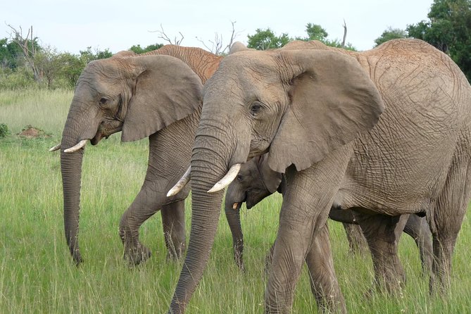 8 Days Safari to Amboseli, Great Rift Valley Lakes & Masai Mara - Day 6: Into Masai Mara, Golden Savannah and the Hunt Setup