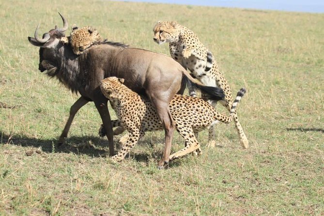 8 Days Safari to Amboseli, Great Rift Valley Lakes & Masai Mara - Day 7: Full-Day Mara Driving, Lions and a Picnic Lunch in the Park