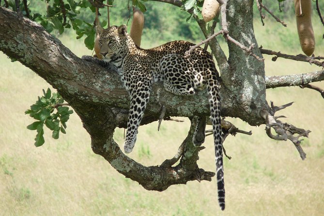 8 Days Safari to Amboseli, Great Rift Valley Lakes & Masai Mara - Day 8: Masai Village Visit and Goodbye to the Mara