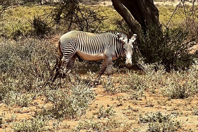8 Days: Tsavo East National Park Amboseli, Nakuru, Maasai Mara Park - The Tsavo East balance: fantastic sightings, but expect long eyes-on time