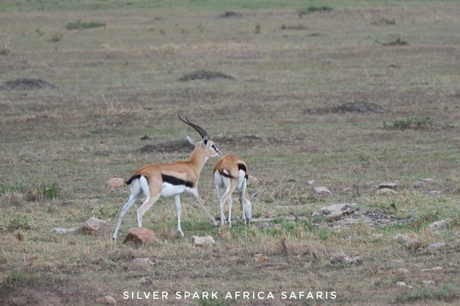 8 Days: Tsavo East National Park Amboseli, Nakuru, Maasai Mara Park - Maasai Mara National Reserve: 4x4 drives, river crossings, and migration season