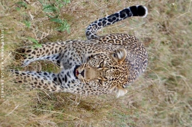 8 Days: Tsavo East National Park Amboseli, Nakuru, Maasai Mara Park - Price, value, and what you should verify before paying