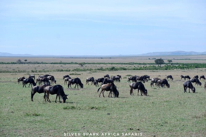 8 Days: Tsavo East National Park Amboseli, Nakuru, Maasai Mara Park - Tsavo East National Park: elephants, lions, and the Voi Stockade payoff