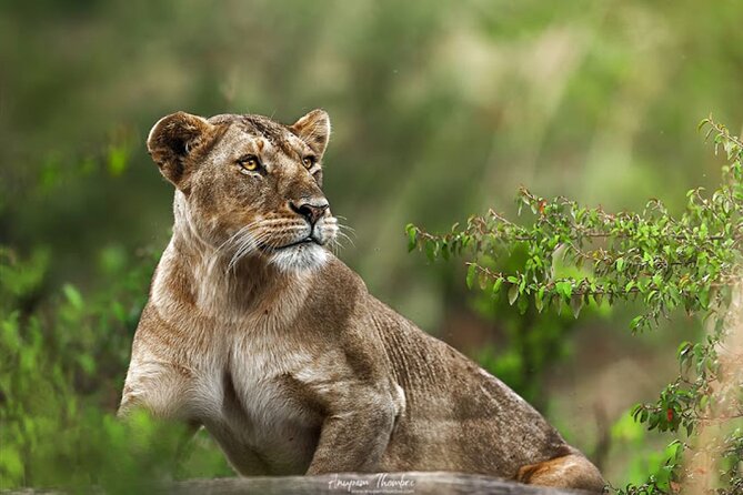 9 Day Private Luxury Spectacle Safari Majestic Kenya Wonderland - Tsavo West: Mzima Springs, Roaring Rocks, and crater views