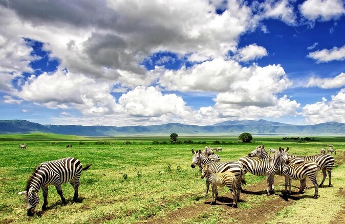 9 days, 8 nights budget Kenya and Tanzania safari - Key Highlights You’ll Actually Notice