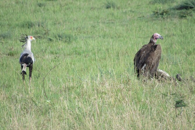 9 Days Amboseli-Ol Pejeta-Aberdare-Nakuru-Naivasha-Masai Mara - Day 3 Ol Pejeta: Northern White Rhinos and a Chimp Sanctuary You Can Feel